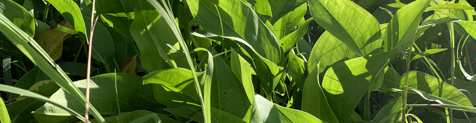 Native Plants Banner