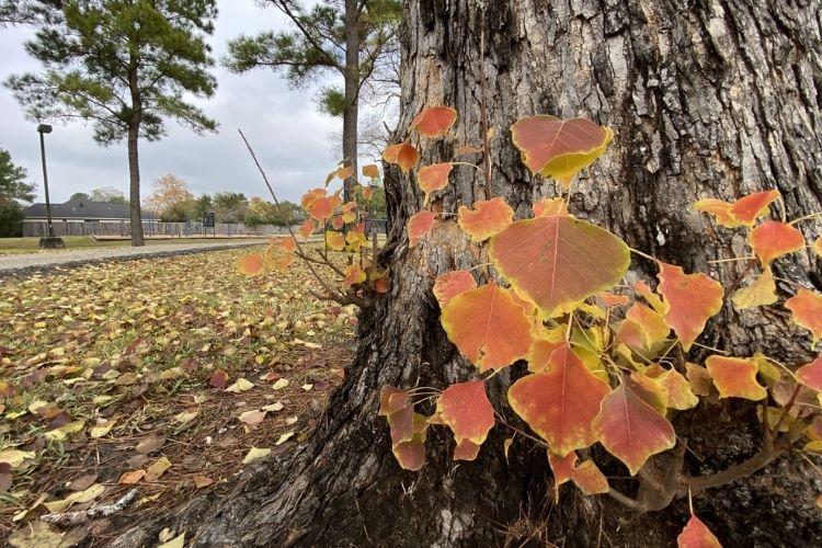 Native Plants Image