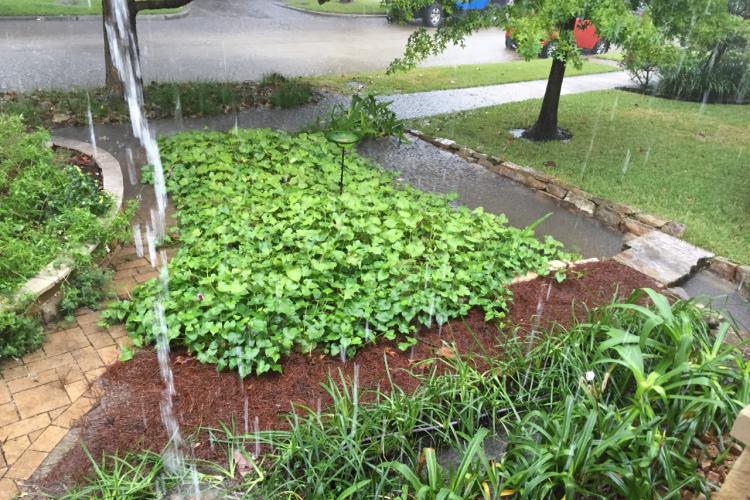 Sponge Garden Image